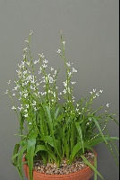 Tecophilaea violiflora